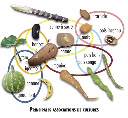 Diagramme sur les associations de cultures marquées par des ensembles de différent couleurs contenant avec des illustrations des produits agricoles