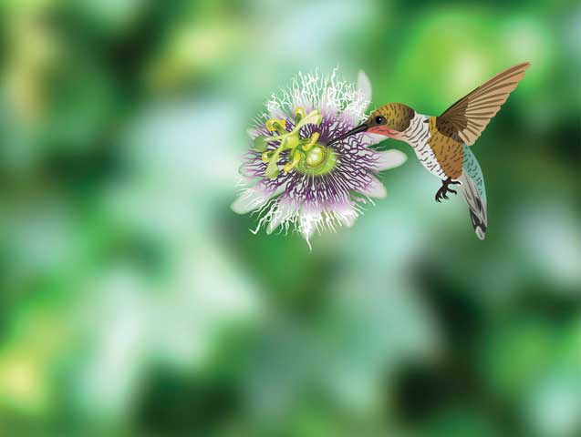 Un colibri (wanga negès) butine une orchidée
