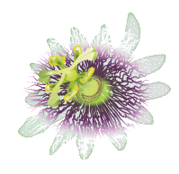 animation wanga-negès qui butine une fleur de liane